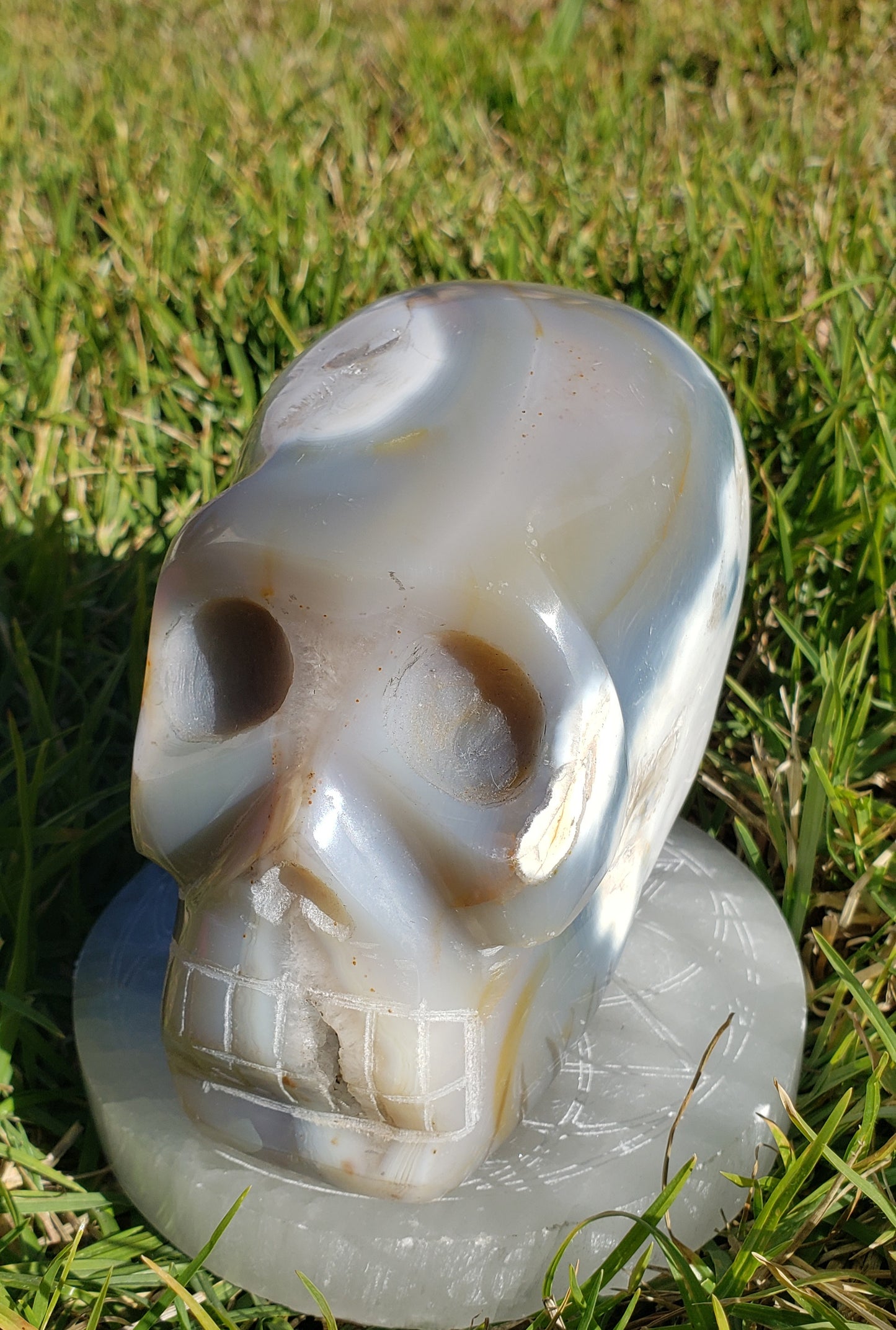 5lb Orca Agate Skull