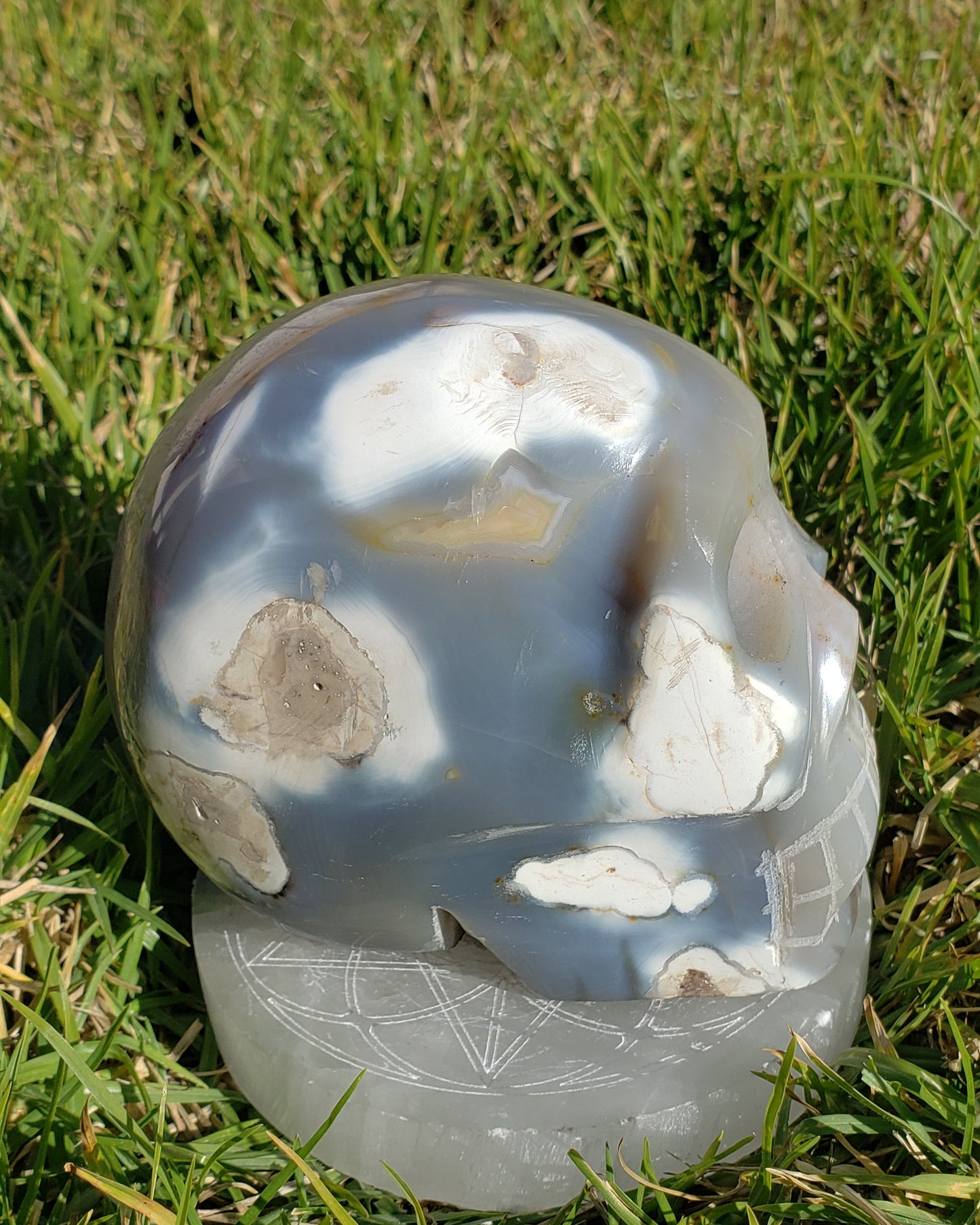 5lb Orca Agate Skull